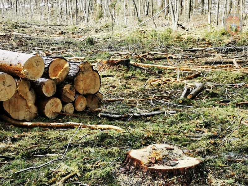 В Бондарском районе вынесен приговор подозреваемому в незаконной рубке деревьев